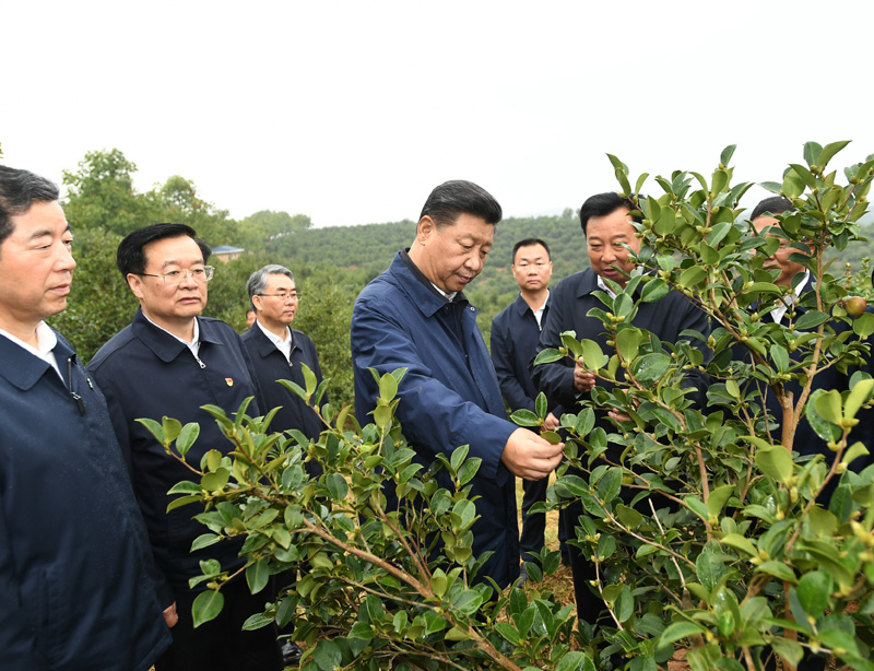 　　9月16日至18日，中共中央總書記、國家主席、中央軍委主席習(xí)近平在河南考察。這是17日上午，習(xí)近平來到信陽市光山縣槐店鄉(xiāng)司馬光油茶園，實(shí)地察看油茶樹種植和掛果情況。新華社記者 謝環(huán)馳 攝